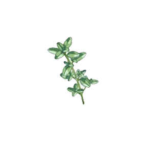 Thymian